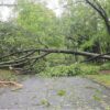 downed tree picture