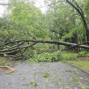 downed tree picture e